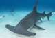 Hammerhead Sightings