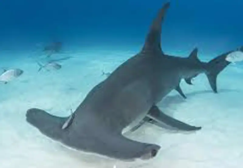 Hammerhead Sightings