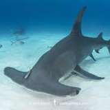 Image related to Hammerhead Sightings