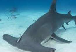 IgluCruise.Application.ViewModels.Shared.WebImageViewModel?.Description