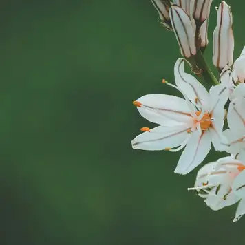 Image related to Bizan Park