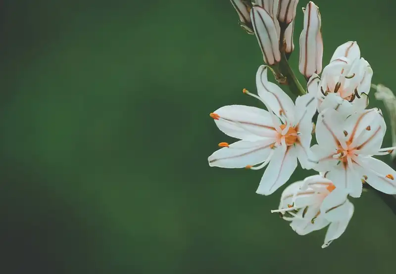 Image related to Bizan Park