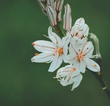 Image related to Bizan Park