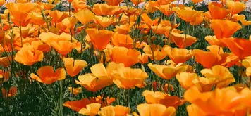 Image related to Image related to Ravalet Castle