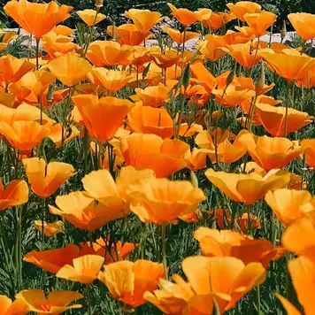 Image related to Image related to Ravalet Castle