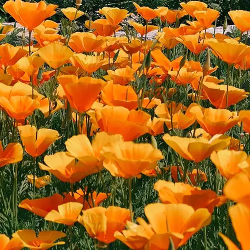 Image related to Ravalet Castle