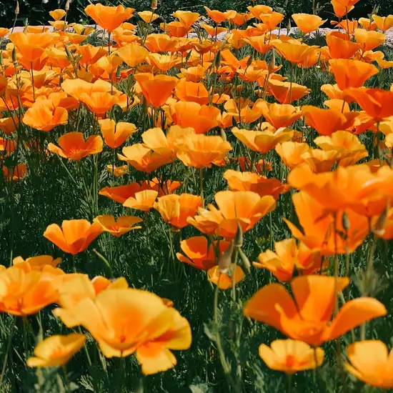 Image related to Ravalet Castle