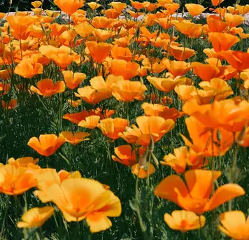 Image related to Image related to Ravalet Castle