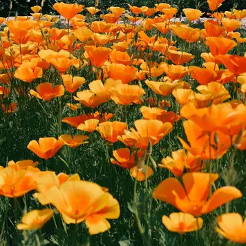 Image related to Ravalet Castle