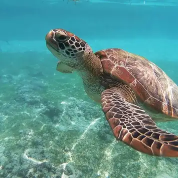 Image related to Boat Trips