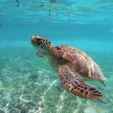 Image related to Boat Trips