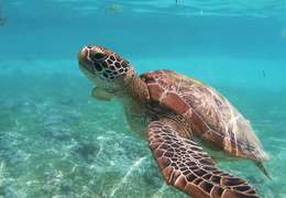 IgluCruise.Application.ViewModels.Shared.WebImageViewModel?.Description