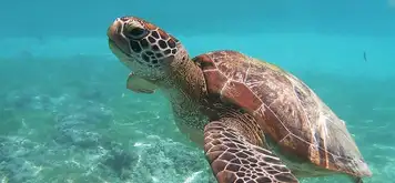 Image related to Boat Trips