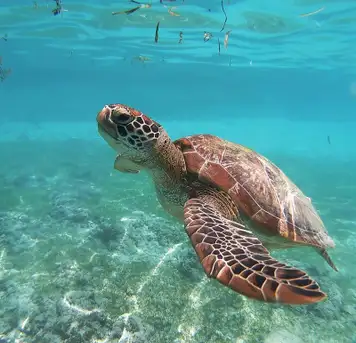 Image related to Boat Trips