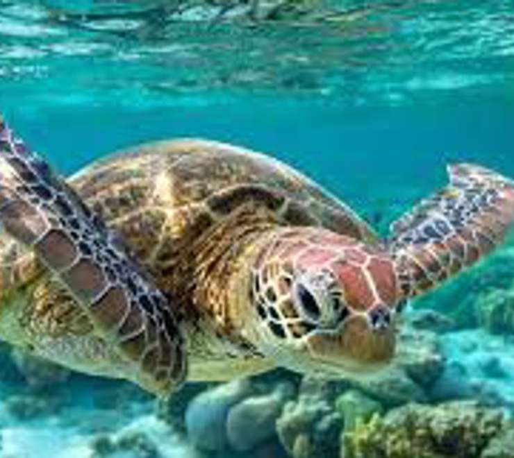 Snorkel at Turtle Rock