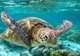 Snorkel at Turtle Rock