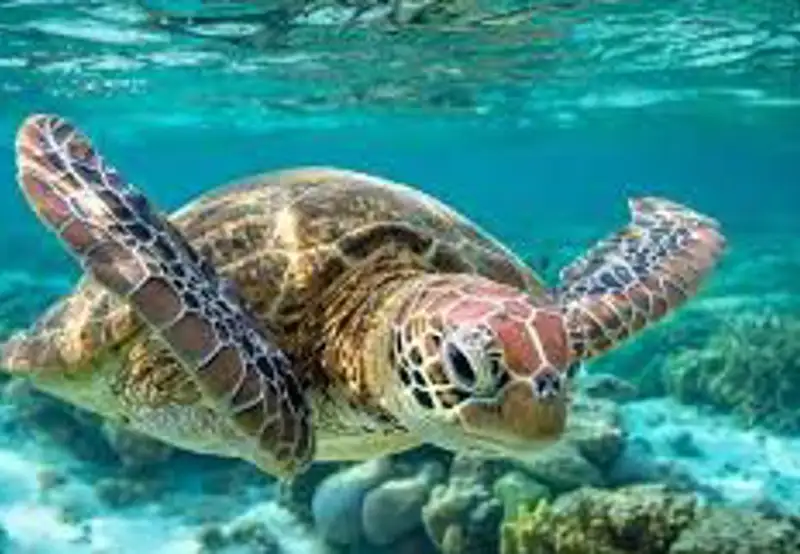 Snorkel at Turtle Rock