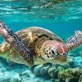 Image related to Snorkel at Turtle Rock