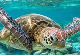 IgluCruise.Application.ViewModels.Shared.WebImageViewModel?.Description