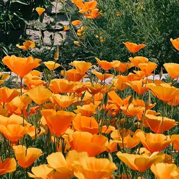 Image related to Linear Park 