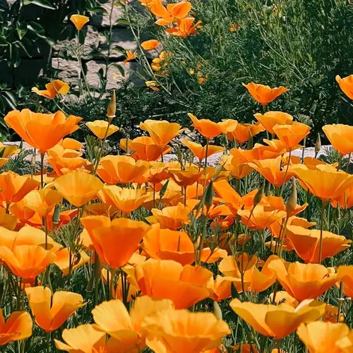 Image related to Linear Park 