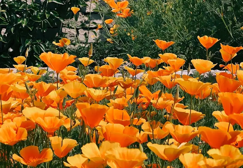 Image related to Linear Park 