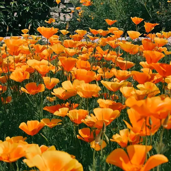 Image related to Image related to Linear Park 