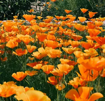 Image related to Linear Park 