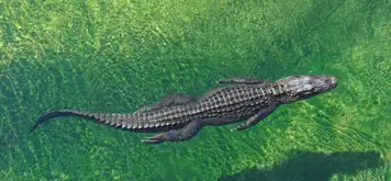 Image related to Crocodile Adventureland 