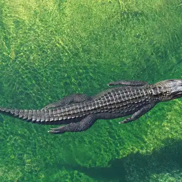 Image related to Crocodile Adventureland 