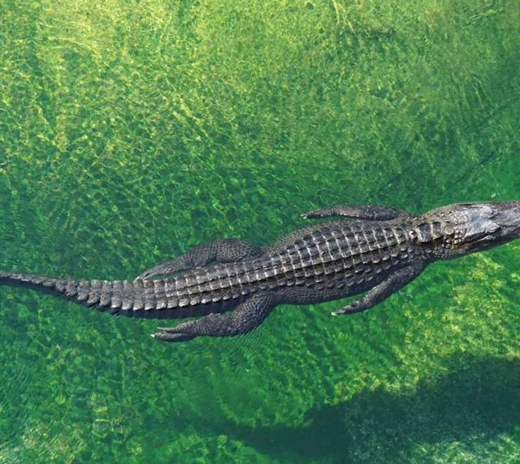 Crocodile Adventureland 