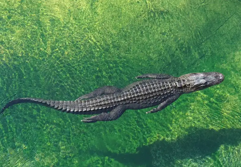 Crocodile Adventureland 