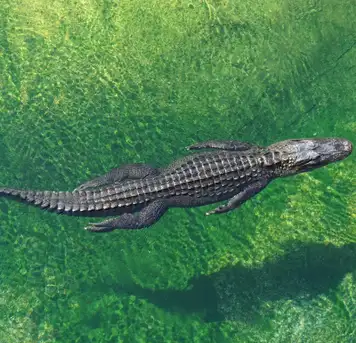 Image related to Crocodile Adventureland 