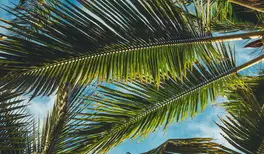 Image related to Romney Manor