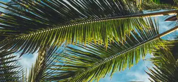 Image related to Romney Manor