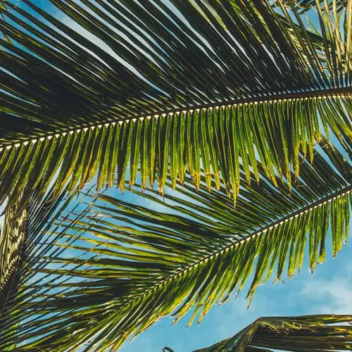 Image related to Romney Manor