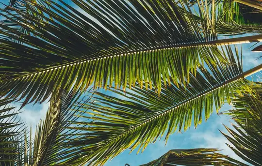 Image related to Romney Manor