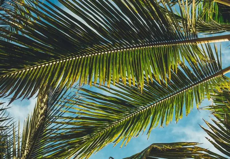 Image related to Romney Manor