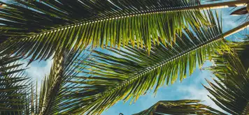 Image related to Romney Manor