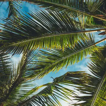 Image related to Romney Manor