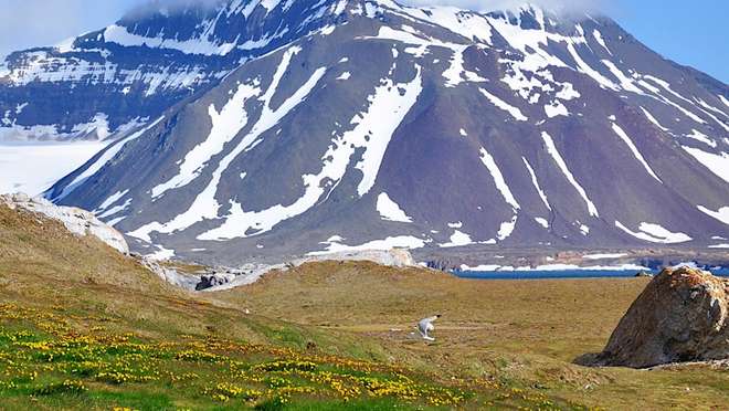 Discover a protected Arctic park of glaciers, tundra and abundant polar wildlife.