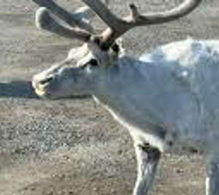 Go Reindeer Spotting