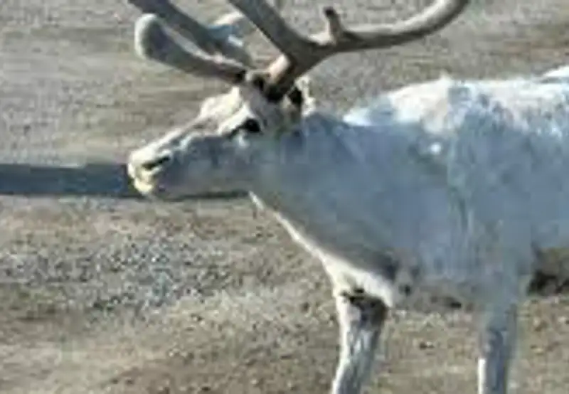 Go Reindeer Spotting