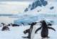 Penguins