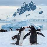 Gentoo Penguins