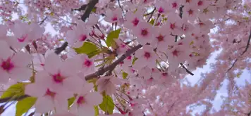 Image related to Image related to Hakodate Park