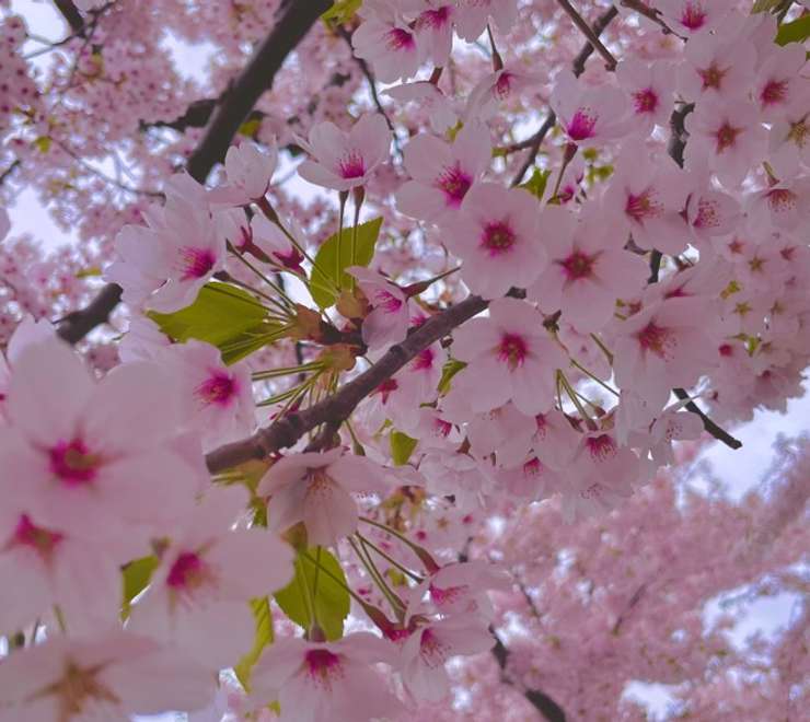 Hakodate Park