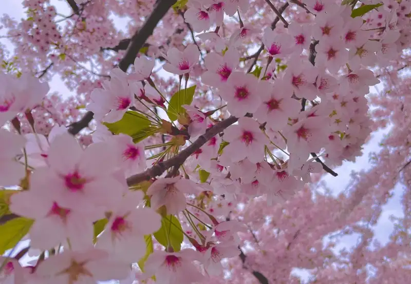 Hakodate Park