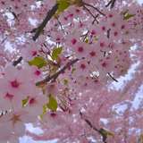 Image related to Hakodate Park