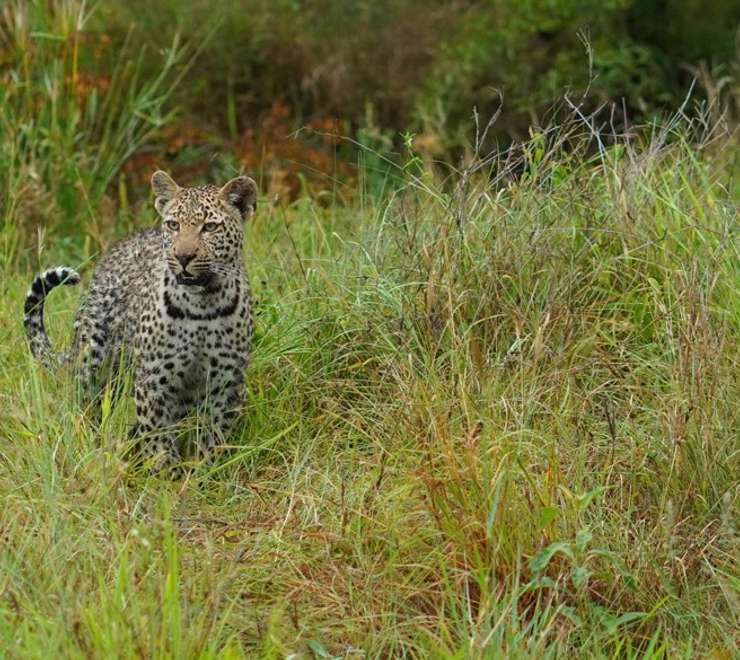 Leopard Spotting & Intimate Wildlife Encounters